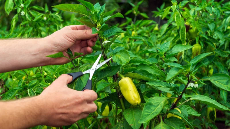 Don't Make These Mistakes When Pruning Your Pepper Plants