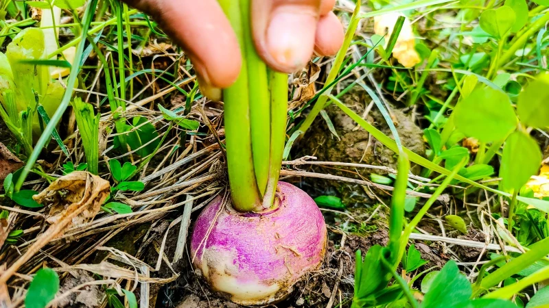 Common Mistakes Hindering the Growth of Your Turnips