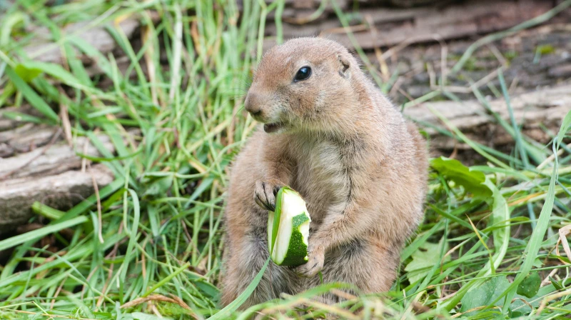 Safeguard Your Cucumber Patch: Foiling Ravenous Groundhogs