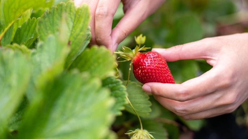 Top Tips to Identify and Eradicate Spider Mites Infesting Strawberry Plants