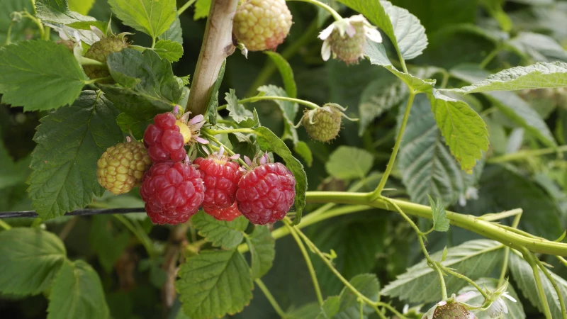House Digest's Master Gardener Reveals Deadly Mistakes That Will Destroy Your Raspberry Garden
