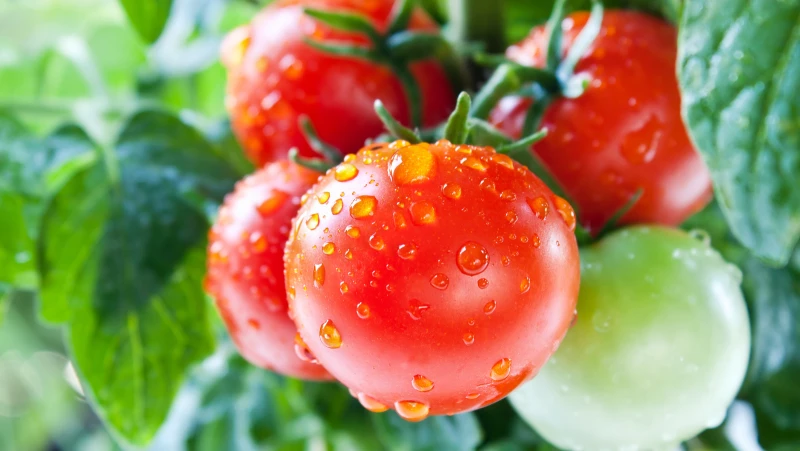 The Surprising Reason Why Cracking An Egg Into Your Tomato Plants Could Be a Game Changer