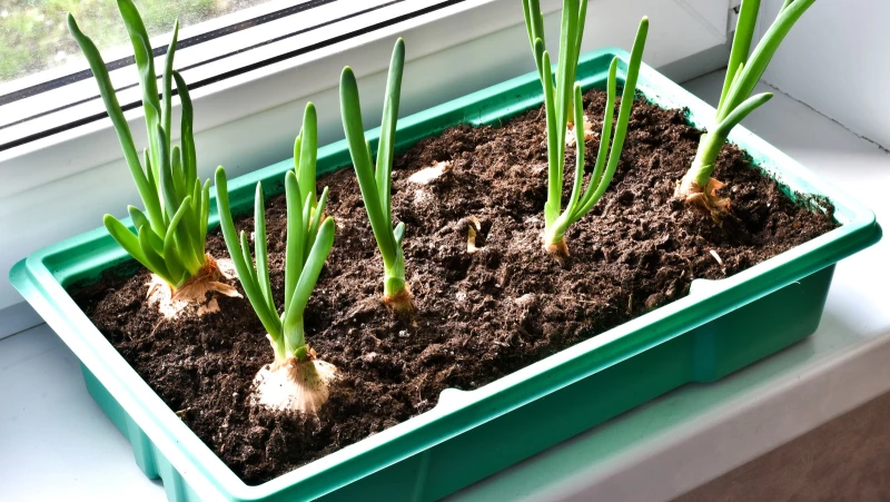 Stop Making These Deadly Mistakes with Your Garden Onions