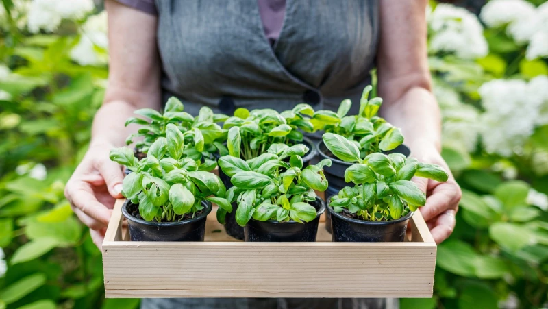 Discover the Delicious Veggie That Will Take Your Basil Garden to the Next Level