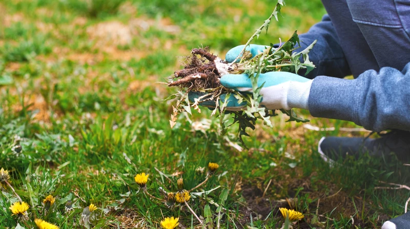 Say Goodbye to Weeds Forever with this Brilliant Planting Hack