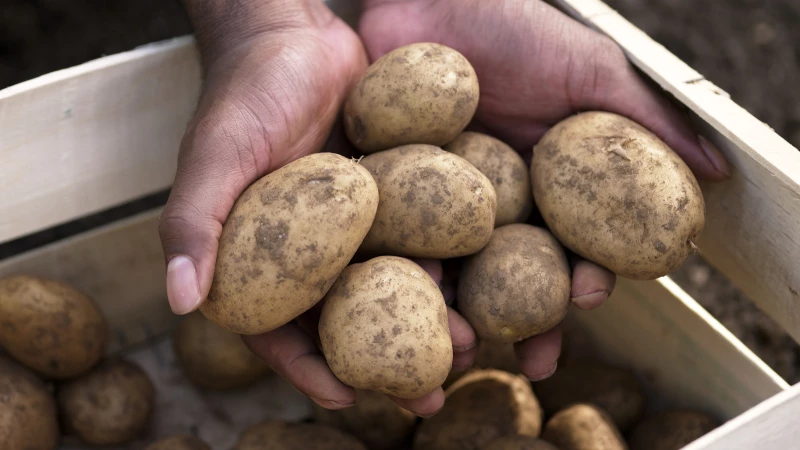 The Surprising Reason to Stop Watering Your Potatoes Weeks Before Harvest