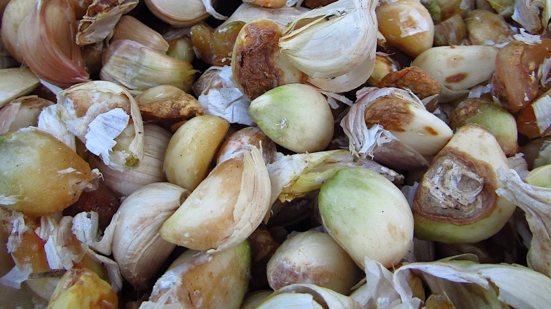 Defending Your Garlic: Unveiling the Sinister Intruder and Unleashing the Ultimate Solution