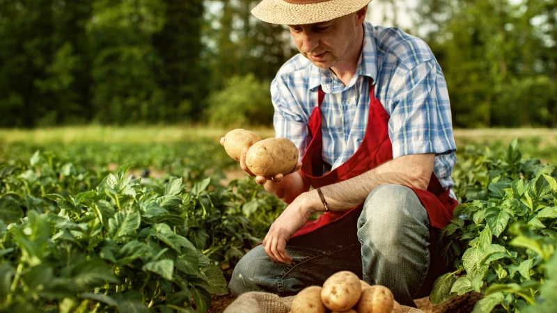 Grow Potatoes in No Time Using This Surprising Kitchen Waste