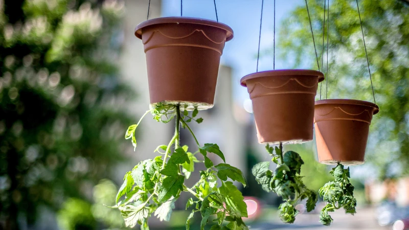Discover the Ultimate Vegetables for Your Thriving Upside-Down Garden