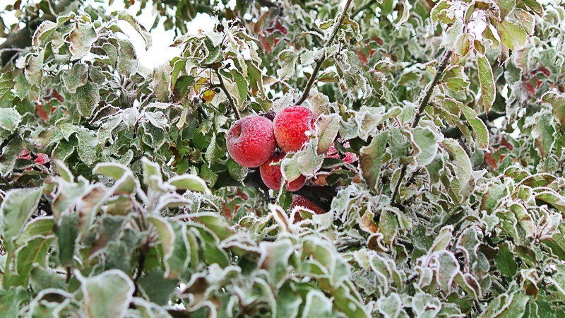 Discover Surprising Fruit Trees for Cold Climates with Expert Gardening Tips