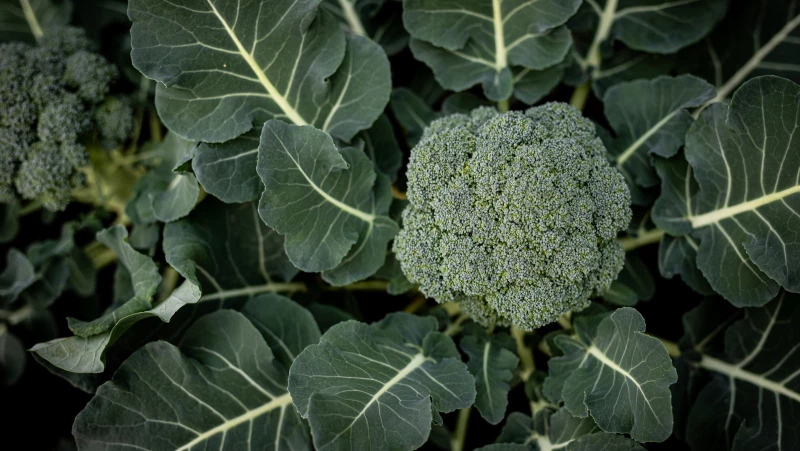 Prevent Mildew on Broccoli Plants with this Gardening Hack