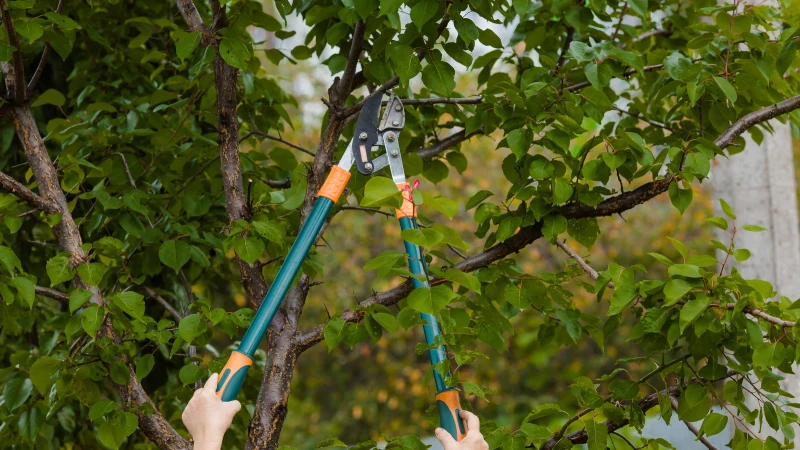 Unlock the Secret to Perfectly Pruned Fruit Trees: Discover the Ultimate Time of Year!