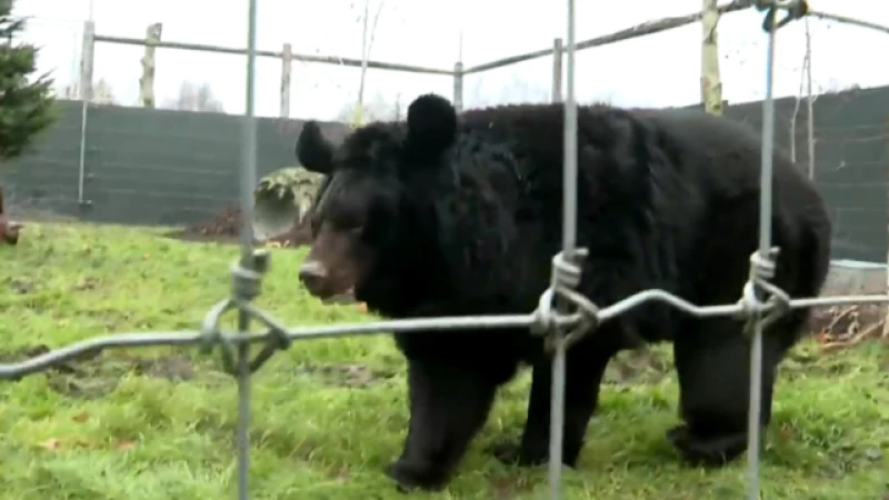 Rescued Bear Finds Sanctuary in Scotland After War-Torn Zoo Ordeal