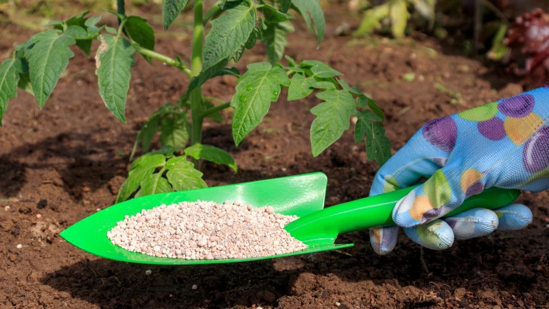 Discover the Truth: Can Lawn Fertilizer Revolutionize Your Garden?