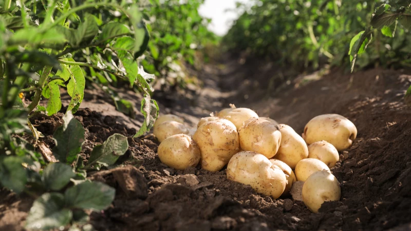 Discover the Secret Behind Planting Potatoes on St. Patrick's Day, Revealed by Our Expert Gardener!