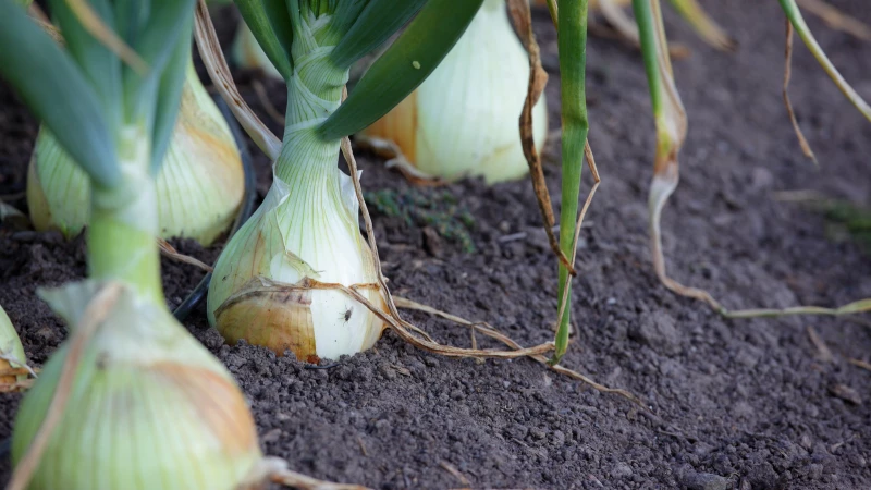 Avoid This Crucial Mistake When Growing Onions to Ensure a Bountiful Harvest