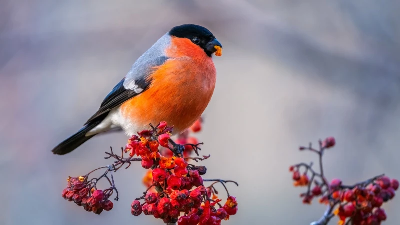 Keep Your Garden Berries Safe from Birds Using a Surprising Household Item You Already Have