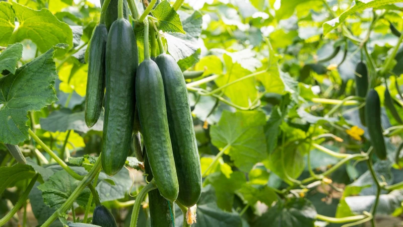 Create Your Own Bamboo Trellis for Thriving Cucumber Plants