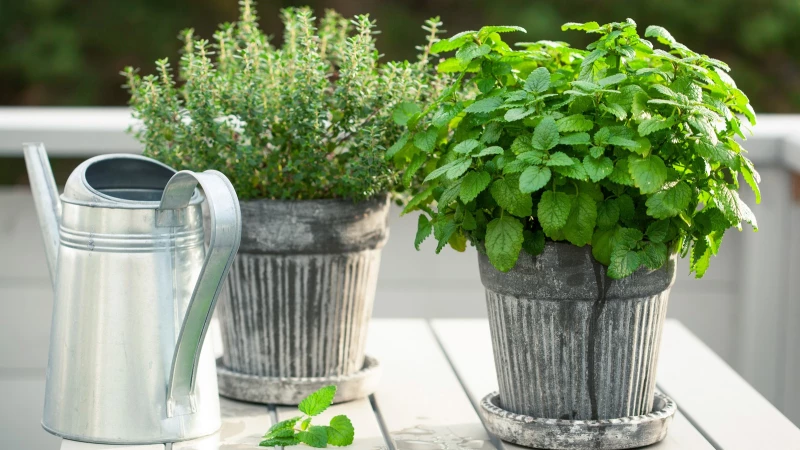 "Discover the Top 10 Mediterranean Herbs for Your Container Garden, Recommended by Our Expert Gardener!"