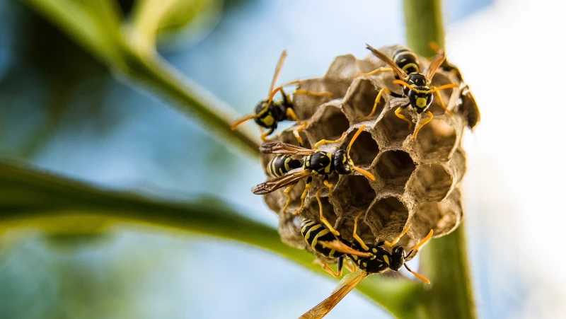 Keep Wasps Away with This Aromatic Herb in Your Yard