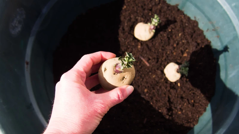 Turn Your Kiddie Pool into a Potato Harvesting Paradise - The Easiest Method Yet!