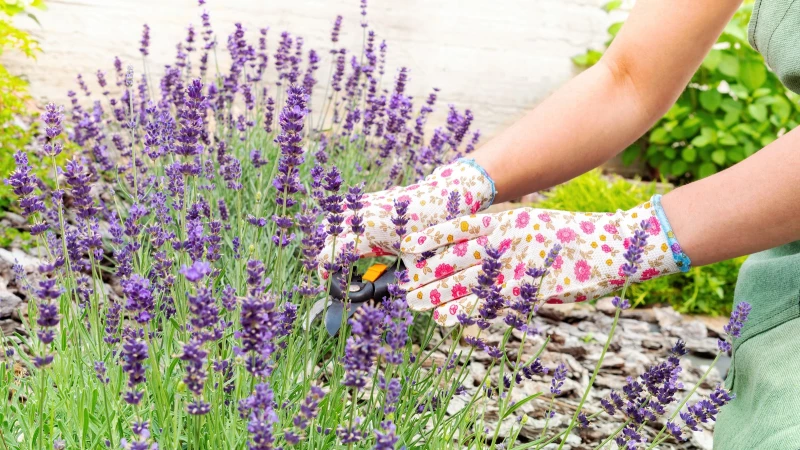 Discover the Ultimate Spring Combo: Lavender and the Hottest Garden Vegetable!
