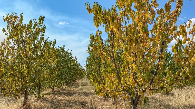 Discover the Mystery Behind Yellow Leaves on Your Fruit Tree - Find Out How to Save Your Harvest!