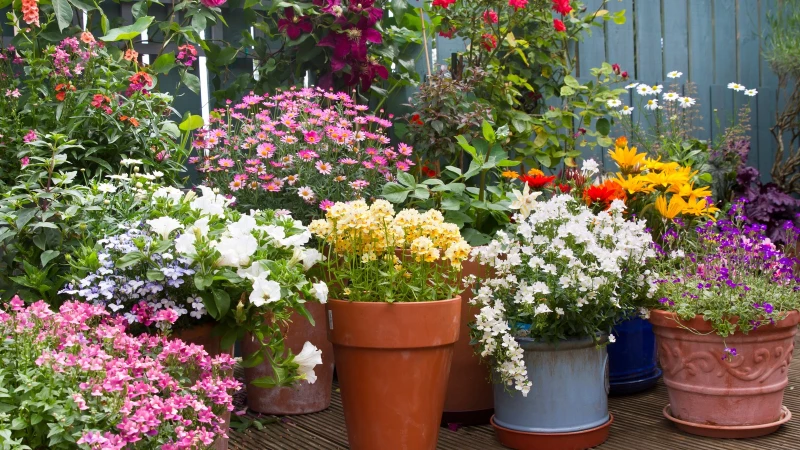 "Transform Your Spring Garden with HGTV's Vibrant Container Plant Pairings!"