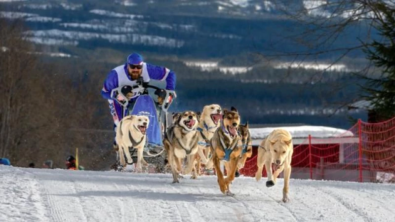 Unstoppable Underdogs: Rising Above Challenges to Compete with the World's Elite Dog-Sledding Teams