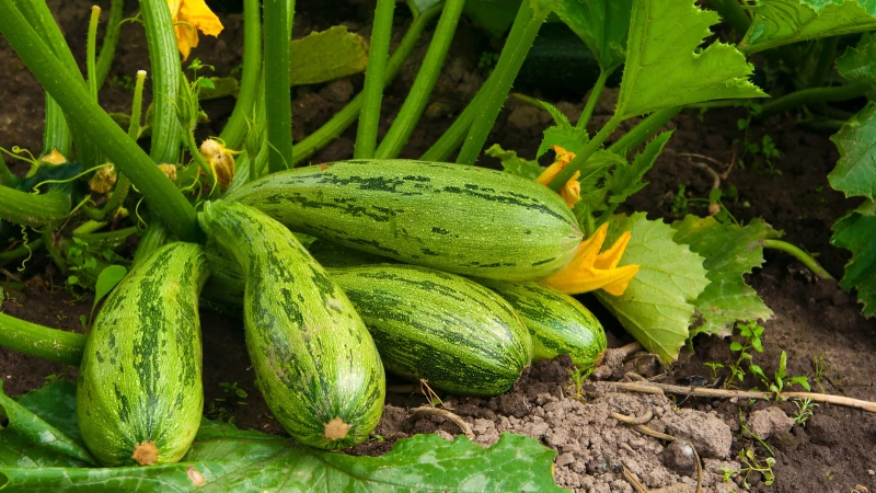 Discover the Secret to Growing Zucchini Without a Trellis!