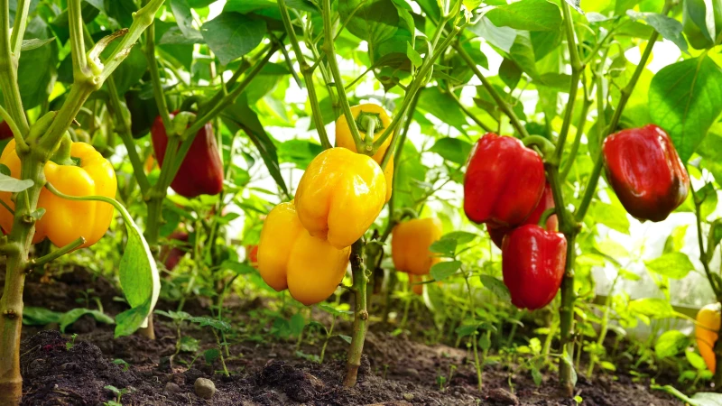 "Transform Your Garden with TikTok's Genius Hack for Super-Sized Bell Peppers!"