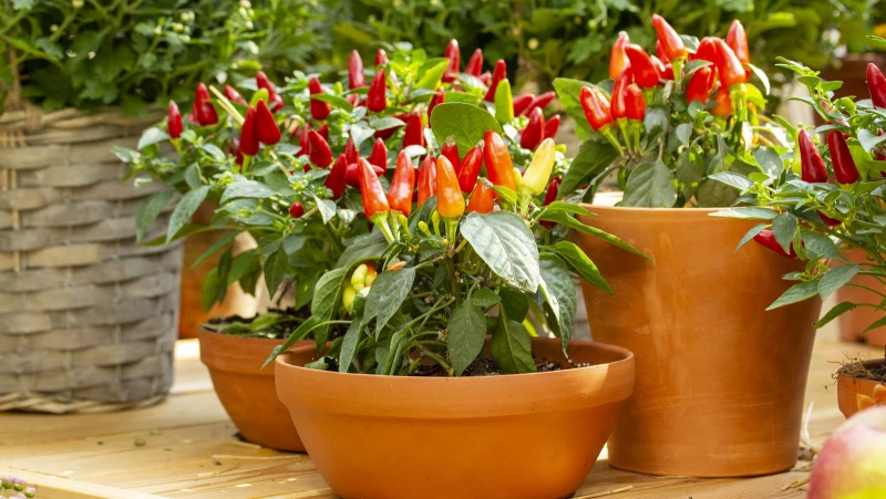 Boost Your Pepper Plants' Growth with This Fertilizing Tip!