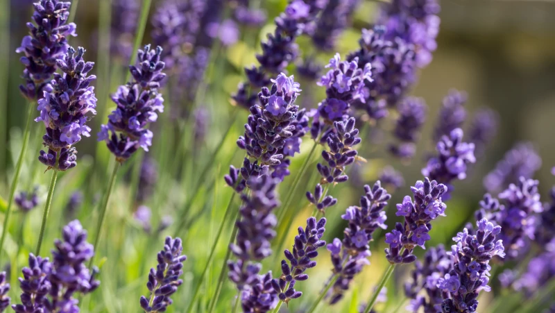 Discover the Must-Have Garden Herb: Lavender Growing Tips from Our Expert Horticulturalist!