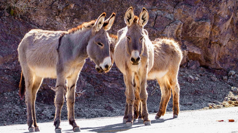 Federal Authorities: Men Utilized AR-Style Rifles in Fatal Attack on Protected Burros