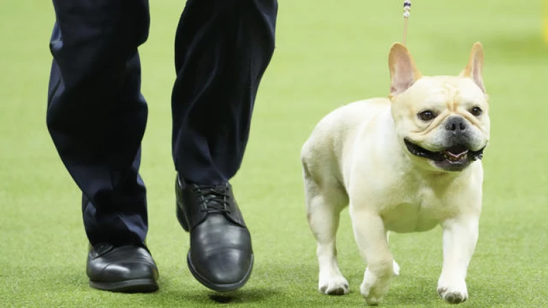 New Rankings Revealed: The Most Popular Dog Breeds - But Not Everyone is Pleased!