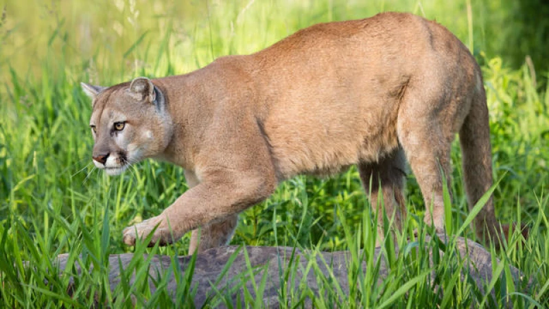 Fatal Mountain Lion Attack Leaves One Dead and One Injured in Northern California