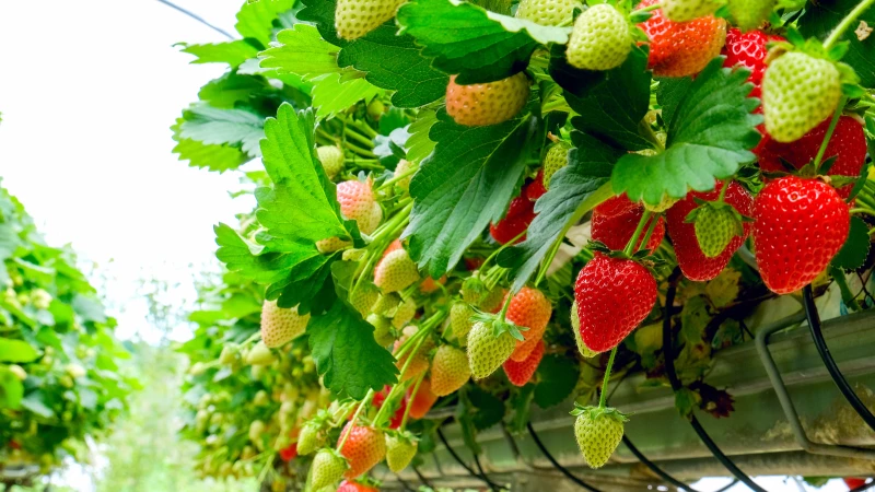 Discover the Fascinating World of Hydroponic Strawberries: A Guide to Growing Your Own!