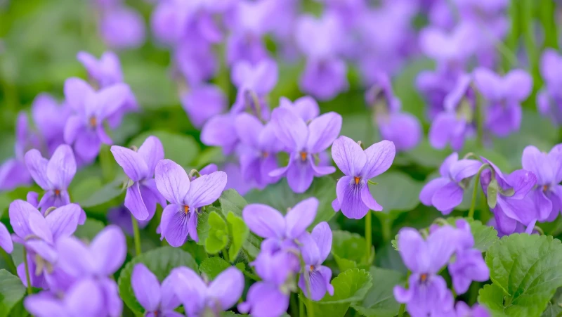 Discover Why Wild Violets Are a Must-Have in Your Yard, as Recommended by Our Expert Gardener