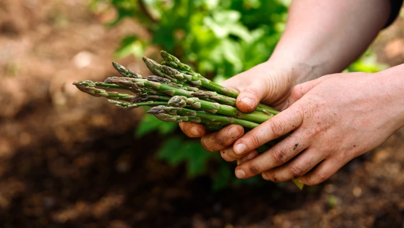 Unlock the Secrets to Successfully Growing Asparagus from Seed!