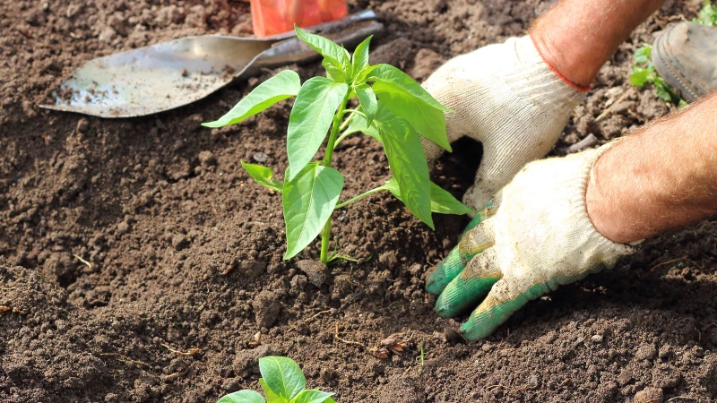 Maximize Your Pepper Plant Yield with This Genius Gardening Hack!