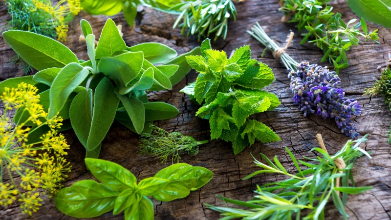 Preserve Your Garden Herbs Longer with This Simple Jar Trick - Say Goodbye to Wasting Fresh Herbs!
