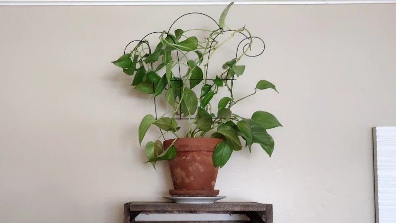 Transform Your Houseplants with Dollar Tree Trellis: Fabulous Results on a Budget!