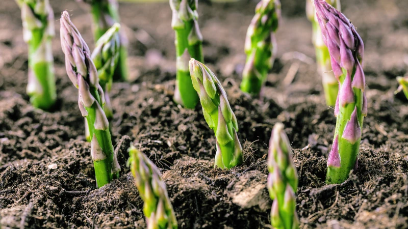 Plant Asparagus Now for a Bountiful and Delicious Harvest!