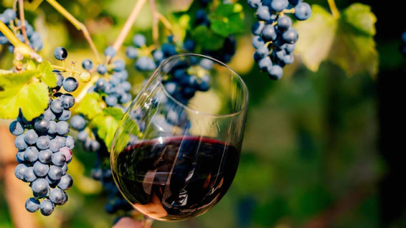 Study Reveals: Is the End Near for 90% of the World's Wine Regions?