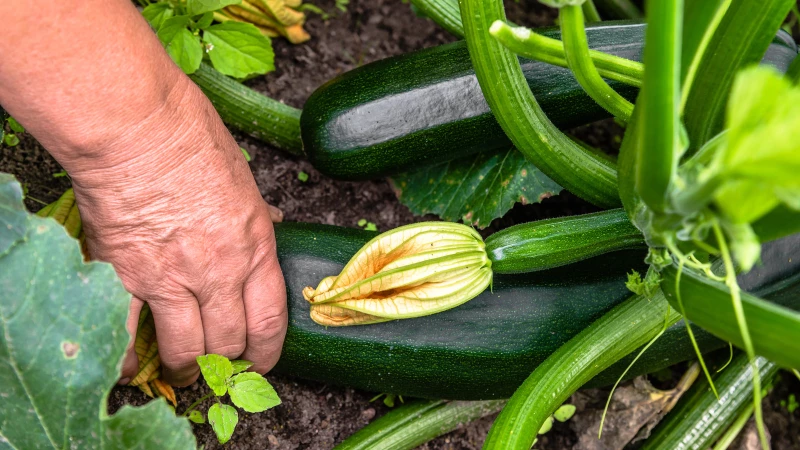 Boost Your Zucchini's Growth in the Garden with This Popular Herb!