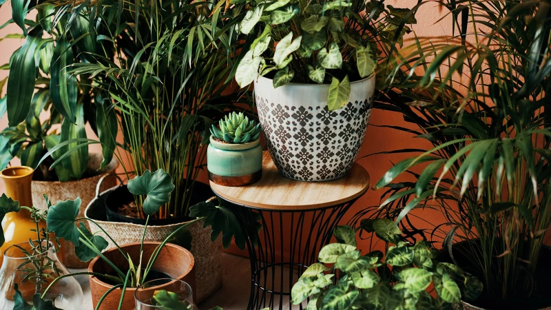 Discover the Surprising Advantage of Stylish Planters for Your Indoor Plants!