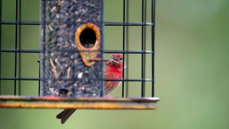Discover the Best Bird Feeders to Keep Squirrels Away!