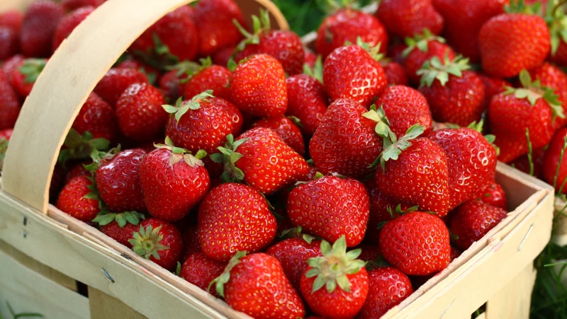 Top Strawberry Plant Varieties to Ensure a Bountiful Indoor Harvest