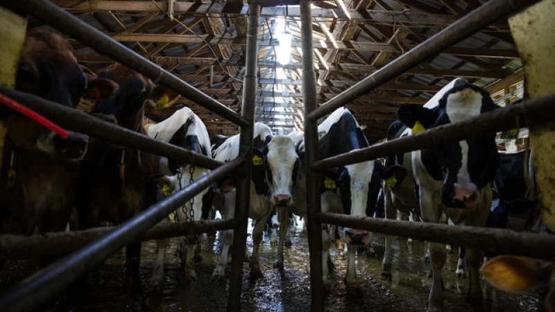 First Case of Bird Flu Detected in U.S. Dairy Cattle - Breaking News!