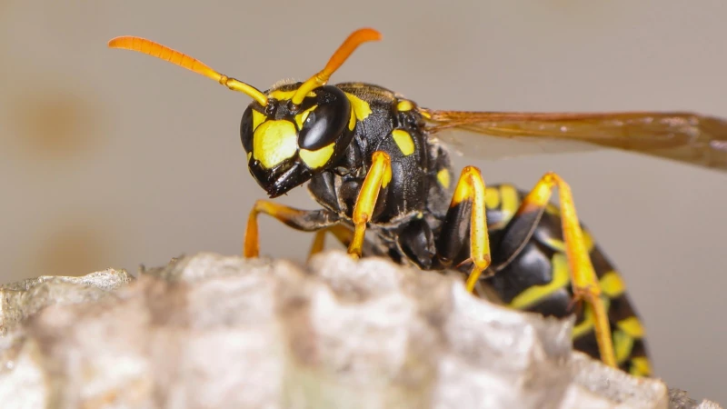 Keep Wasps Away for Good by Growing This Powerful Plant in Your Yard